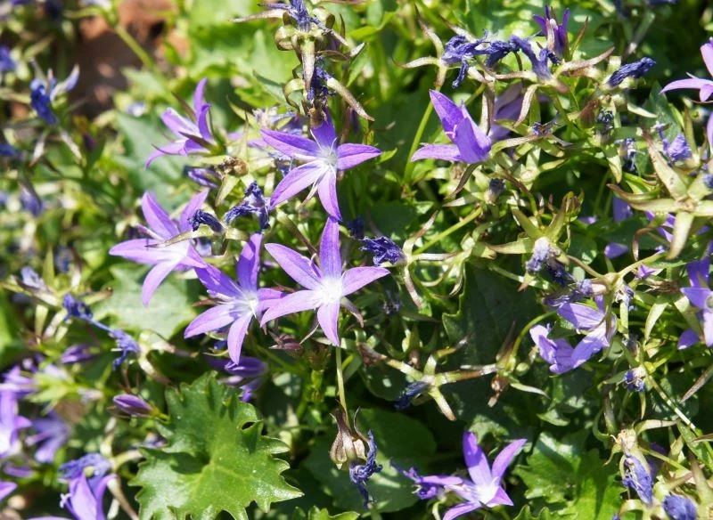 Dzwonki kwitną przez cały sezon, wielokrotnie ponawiając kwitnienie, jeśli tylko będziesz pamiętać o usuwaniu pędów przekwitniętych