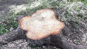 Jak szybko usunąć pień drzewa?/Deccoria.pl