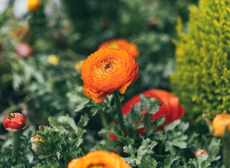 Oryginalne odmiany jaskrów pięknie dekorują rabatę