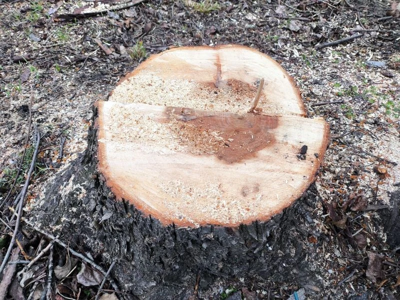 Pień po ściętym drzewie zajmuje cenne miejsce w ogrodzie