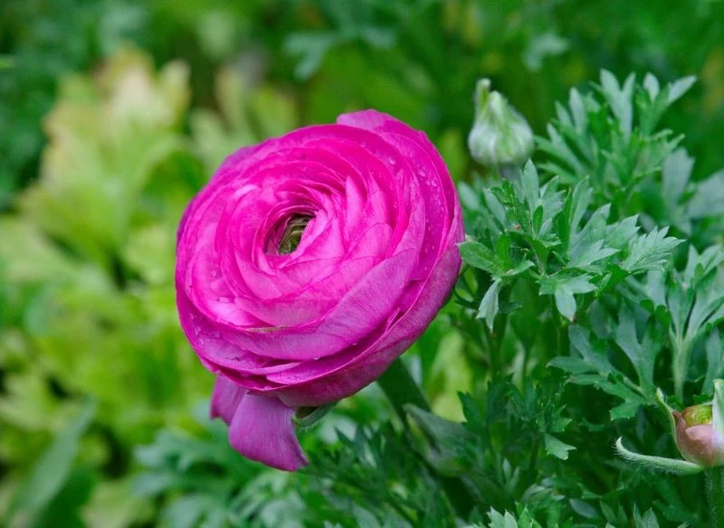 Kwitnący jaskier w oryginalnym kolorze w uprawie ogrodowej