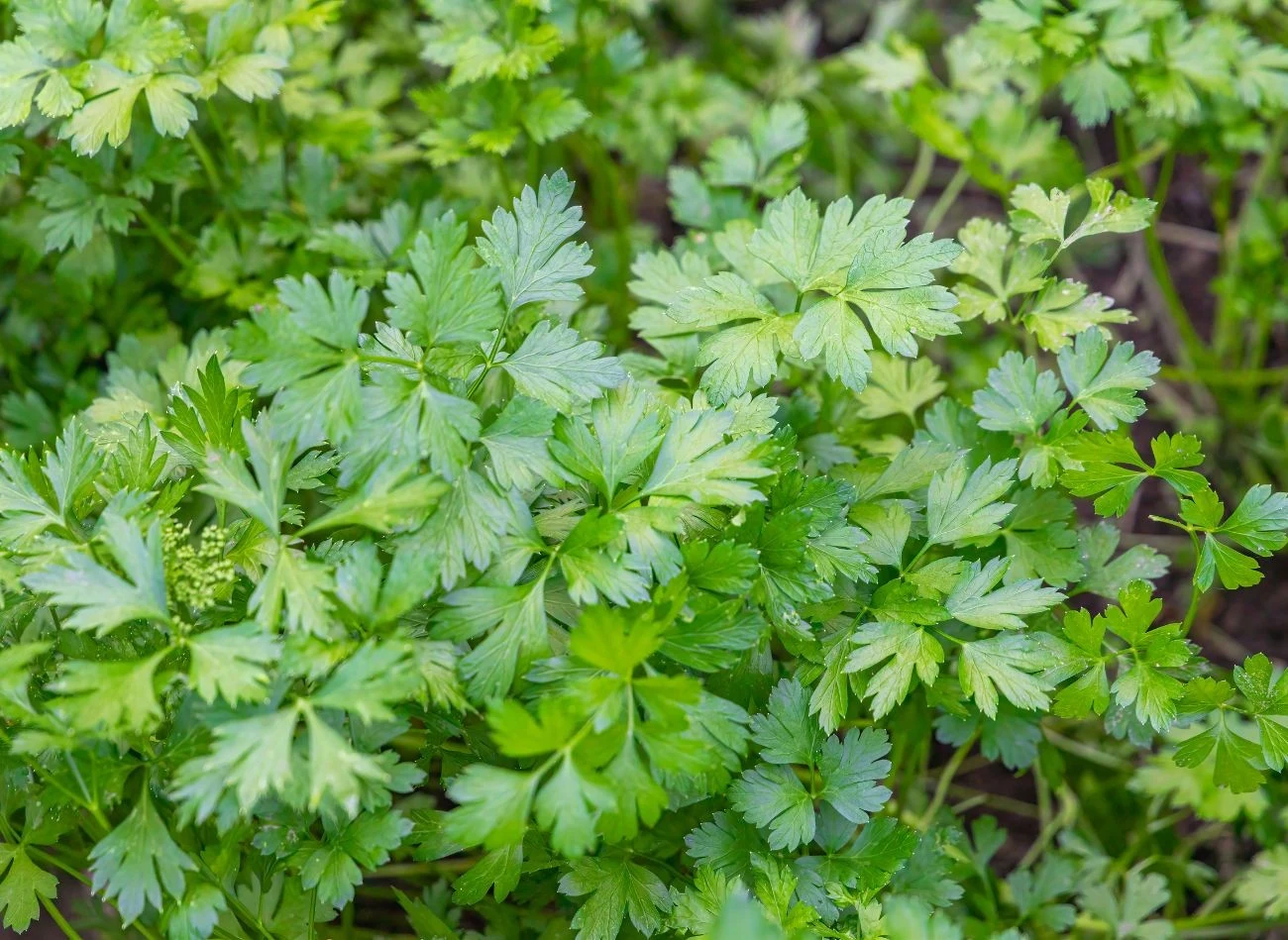 Pietruszka naciowa również dobrze sprawdzi się jako przedplon pomidorów.
