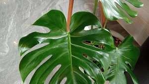 Jeśli monstera nie wypuszcza liści, podlej ją naturalną odżywką.