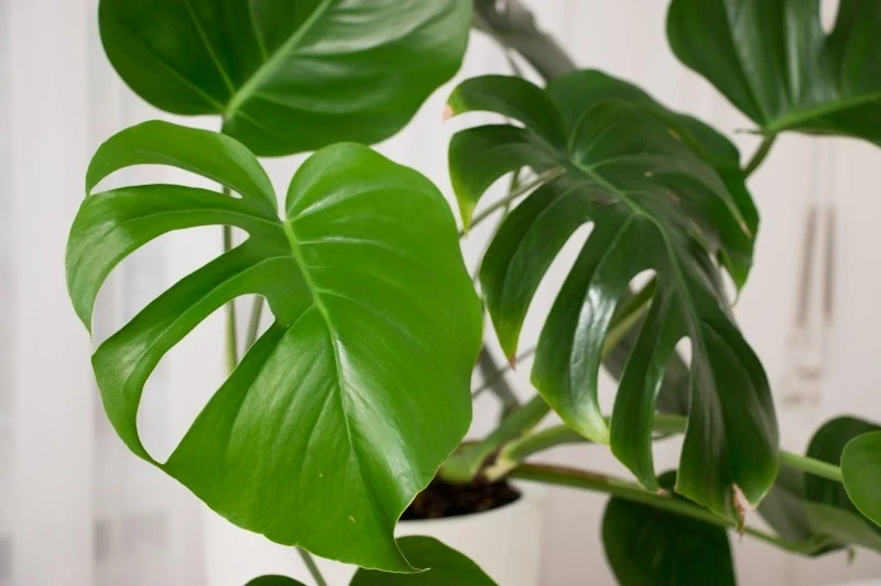 Jeśli monstera marnieje, to znak, że coś jej dolega