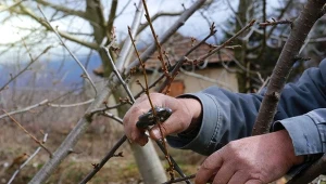 Jak przycinać czereśnie w zimie? Sposób na obfite kwitnienie i owocowanie
