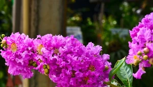 Lagerstroemia to najdłużej kwitnący krzew w ogrodzie.