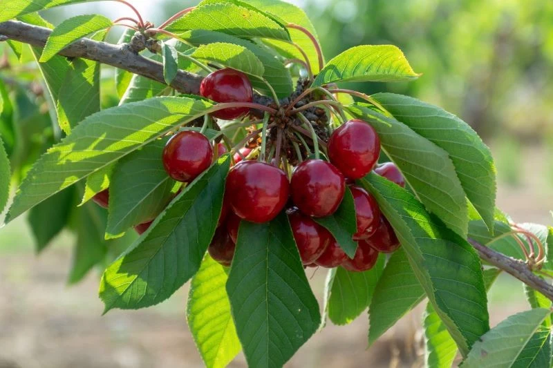 Przycinając czereśnię zimą, możemy liczyć na jej lepsze owocowanie