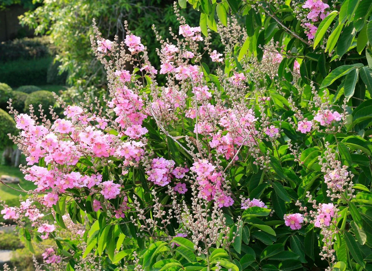Lagerstroemia to roślina, która kocha słońce i nie lubi nadmiaru wody.