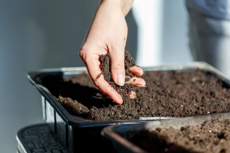 Majeranek na rozsadę zaczynamy wysiewać w marcu