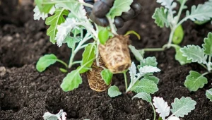 Zastanawiasz się, jakie warzywa najlepiej uprawiać z rozsady? Lista gatunków jest naprawdę długa.