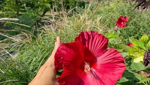 Przedstawiamy najpiękniejsze odmiany hibiskusa bagiennego.