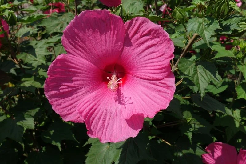 Kwiaty hibiskusa bagiennego pojawiają się przez całe lato aż do jesieni