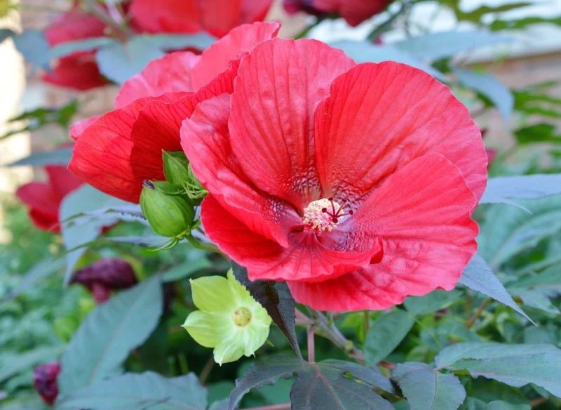 Uprawiając ketmię bagienną, utrzymujmy stałą wilgotność podłoża