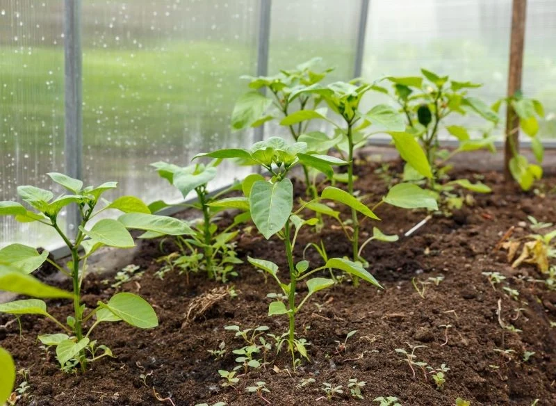Jednym z gatunków warzyw ciepłolubnych, którym służy rozsada, jest papryka