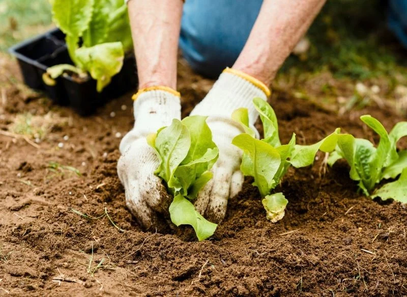 Przeniesienie warzyw do gleby powinno nastąpić dopiero wtedy, gdy pozwalają na to warunki atmosferyczne