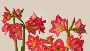 Co zrobić, gdy amarylis przekwitnie?