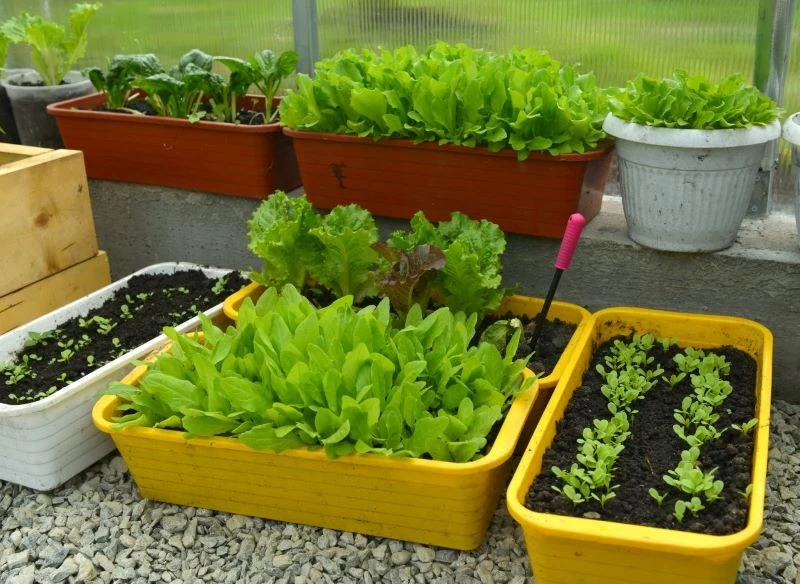 Pamiętaj, że nie musisz produkować rozsady w specjalnych pojemnikach, wystarczy zwykła doniczka, z której później przeniesiesz sadzonki na grządkę