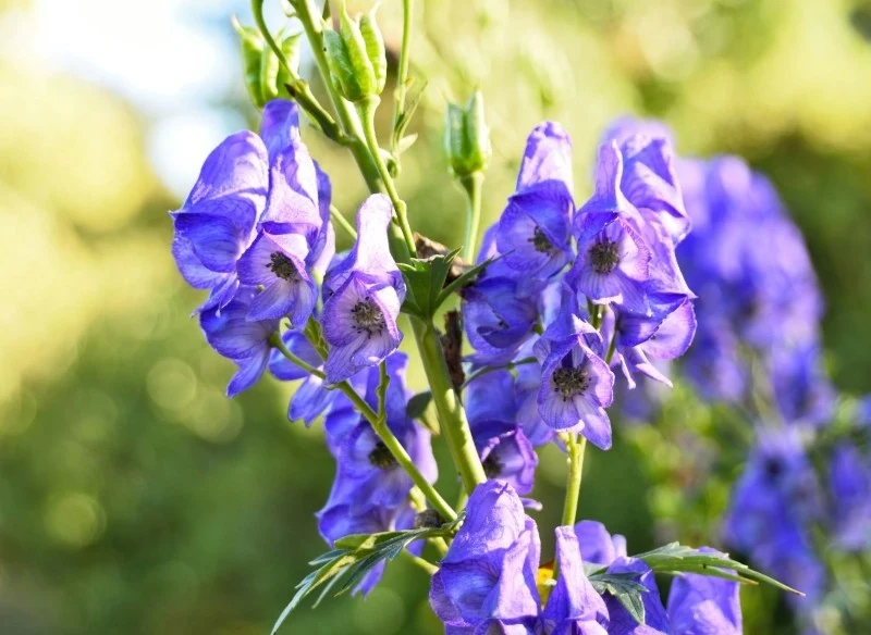 Tojad jest często nazywany mordownikiem, gdyż zawiera substancje trujące
