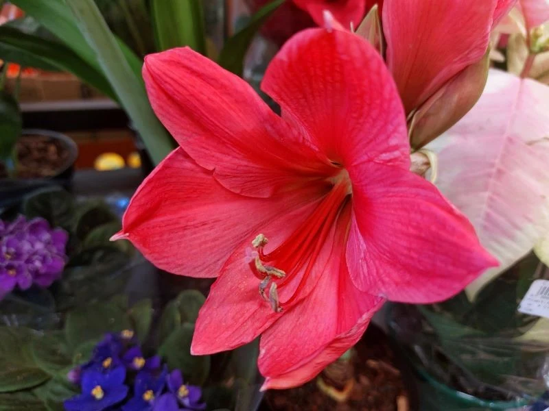 Dzięki właściwej pielęgnacji amarylis zakwitnie jeszcze raz