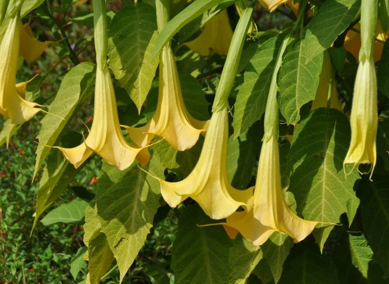 Zjedzenie nasion datury może się skończyć nawet śmiercią