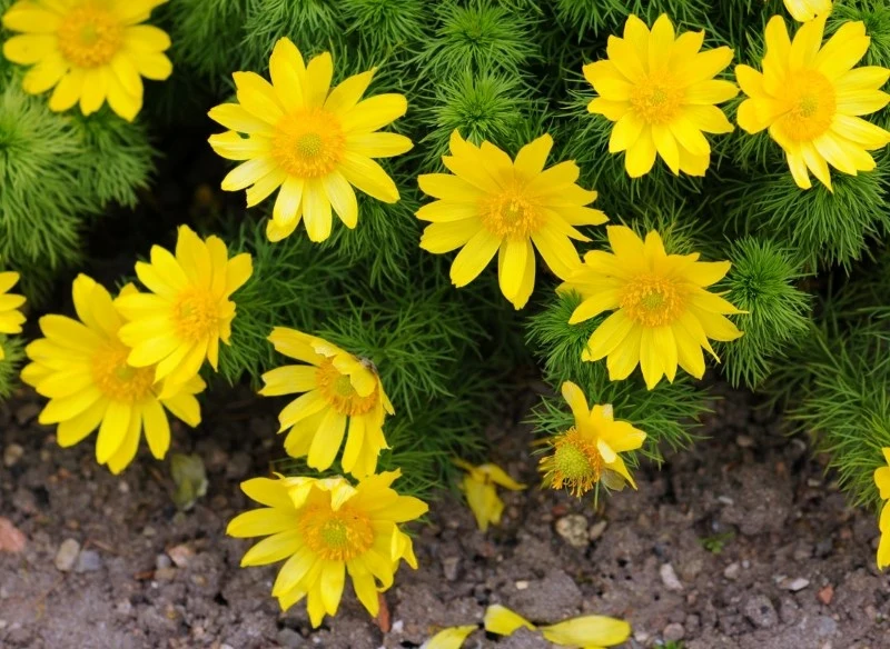 Kontakt z miłkiem wiosennym może wywołać podrażnienia skóry