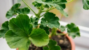 Wybudzanie pelargonii to długi proces, dlatego trzeba pilnować terminu.