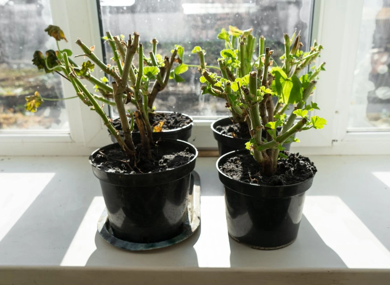 Wybudzanie pelargonii po zimie powinno się odbywać stopniowo.