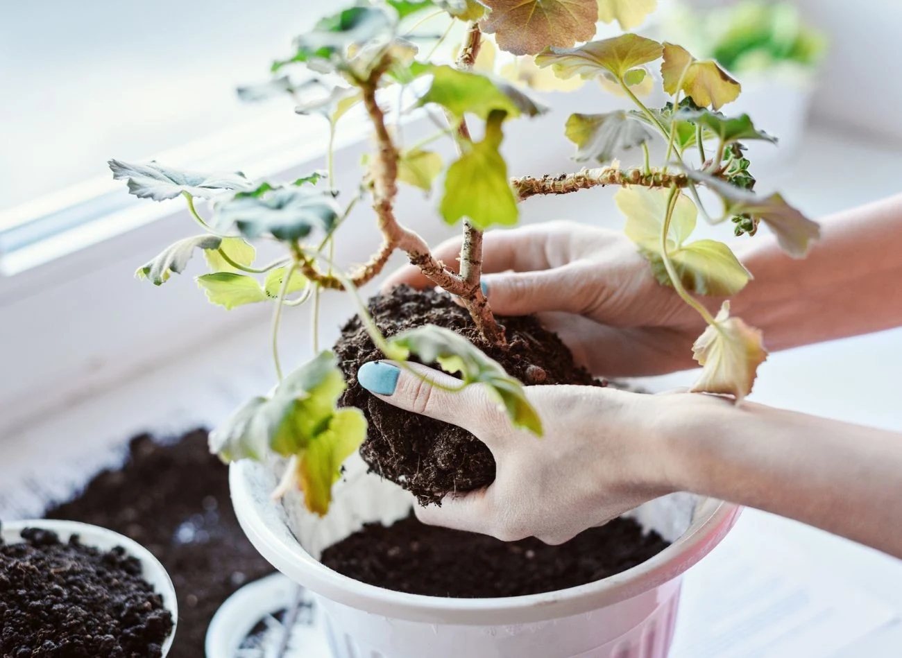 Po wybudzeniu pelargonie potrzebują specjalnej pielegnacji - odpowiedniego podlewanie i nawożenia.