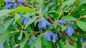 Kiedy przycinać jagodę kamczacką? Poznaj zalecane terminy cięcia.