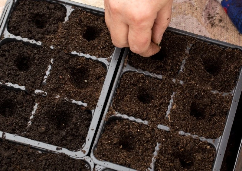 Nasiona cebuli najlepiej wysiewać pojedynczo do wielodoniczek