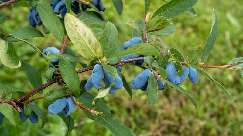 Jagoda kamczacka, która jest systematycznie przycinana, obficie owocuje