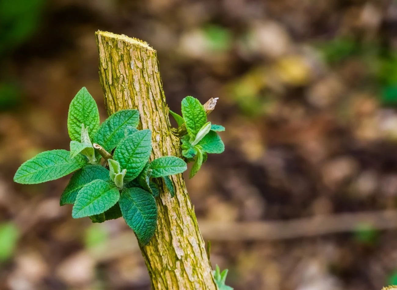 Budleja szybko regeneruje się po cięciu, ale termin zabiegi jest bardzo istotny.