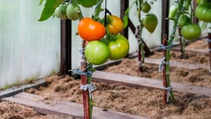 Zwykle ze słomy lub innych materiałów organicznych robi się ściółkę dla warzyw. Jednak słoma to doskonały podkład grzejny pod uprawę.