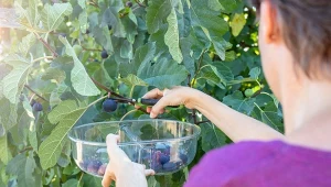 Jakie odmiany figi uprawiać w Polsce?