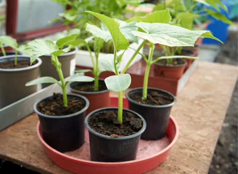 Szykując rozsadę ogórków i pomidorów, nie możesz doczekać się przeniesienia jej do gruntu