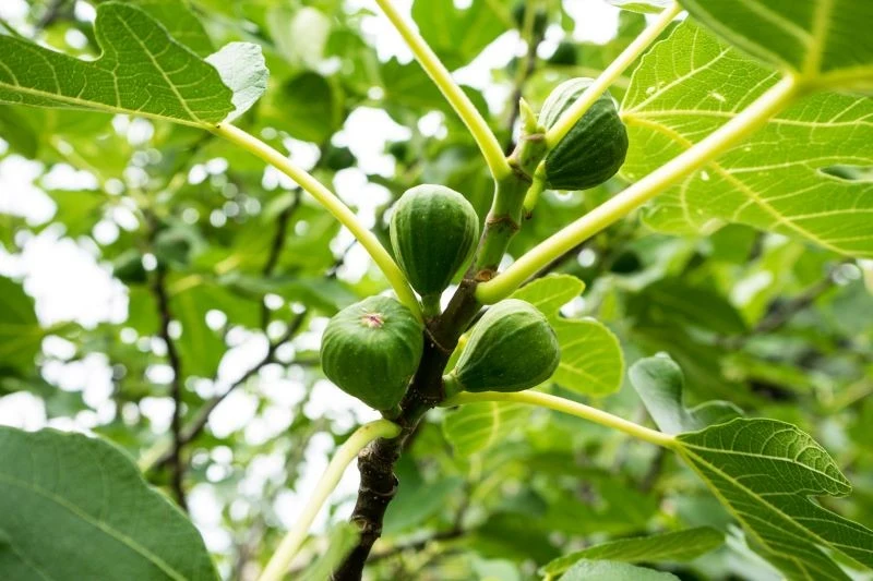 Figę można w naszym klimacie uprawiać zarówno w donicy, jak i w gruncie