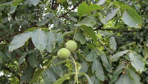 Przycinanie drzew owocowych oddziałuje na ich późniejsze owocowanie. Kiedy najlepiej przycinać orzech włoski?