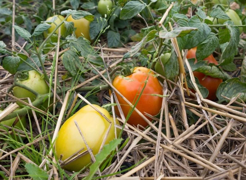 Słomiana ściółka pod pomidorami to tylko jedno rozwiązanie na użycie tego organicznego materiału