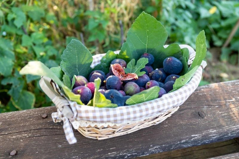 Figi są bardzo wartościowe, więc warto włączyć je do codziennego jadłospisu