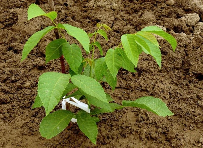 Do uprawy w ogrodzie wybieraj młode i zadbane sadzonki, które będziesz mógł estetycznie uformować od podstaw bez konieczności prowadzenia wieloletn...