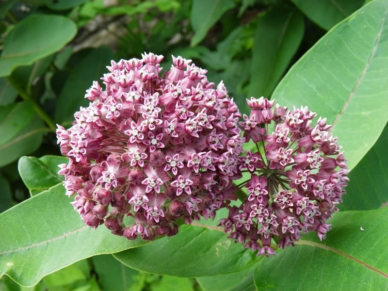 Trojeść krwista wymaga wilgotnych stanowisk i jest wrażliwa na suszę