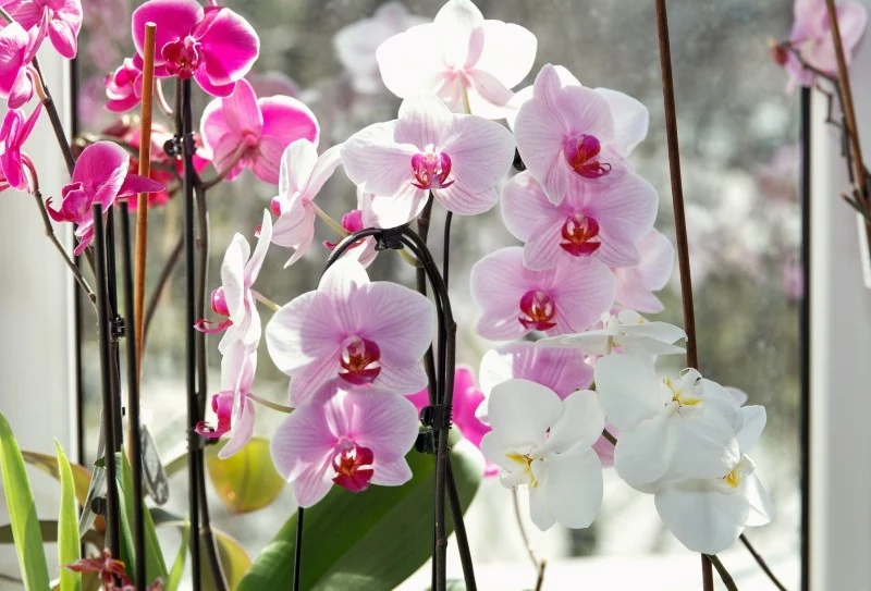Odżywka z goździków pobudzi storczyki do obfitego kwitnienia
