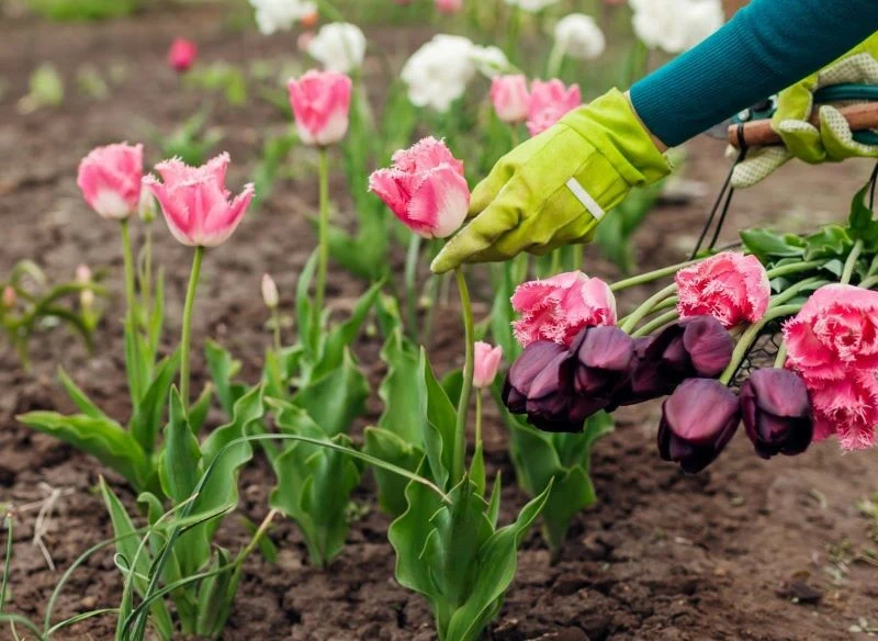 Ścinanie rozwiniętych tulipanów z uprawy ogrodowej pozwala udekorować dom świeżymi kwiatami