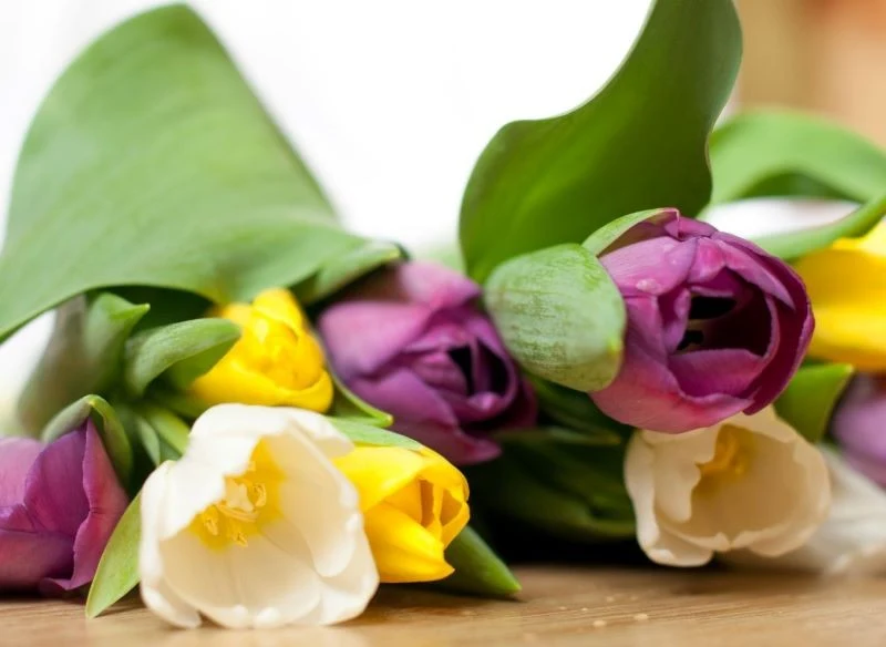 Ścięte lub kupione w formie ciętej kwiaty tulipanów tworzą barwną dekorację