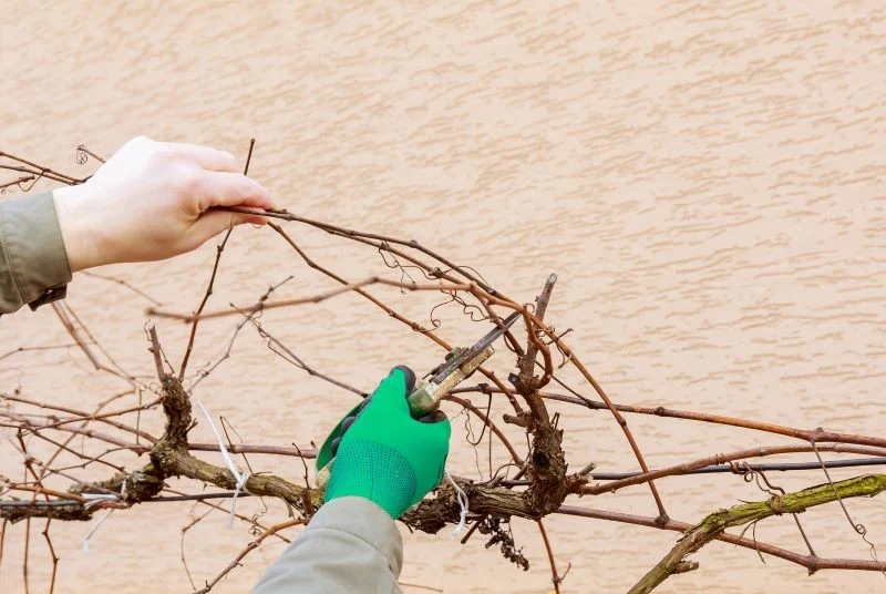 Nie wszyscy ogrodnicy wiedzą, jak przycinać winorośl