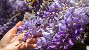 Wiosenne cięcie glicynii: zabieg, którego nie możesz odpuścić