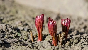 Zapewnij piwoniom jak najlepsze warunki, a będą zdrowo rosły i bujnie kwitły.