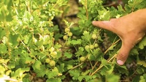 Jak wybrać sadzonkę przed sezonem i jak dbać o agrest po posadzeniu w ogrodzie? Rozwiewamy te i inne wątpliwości.