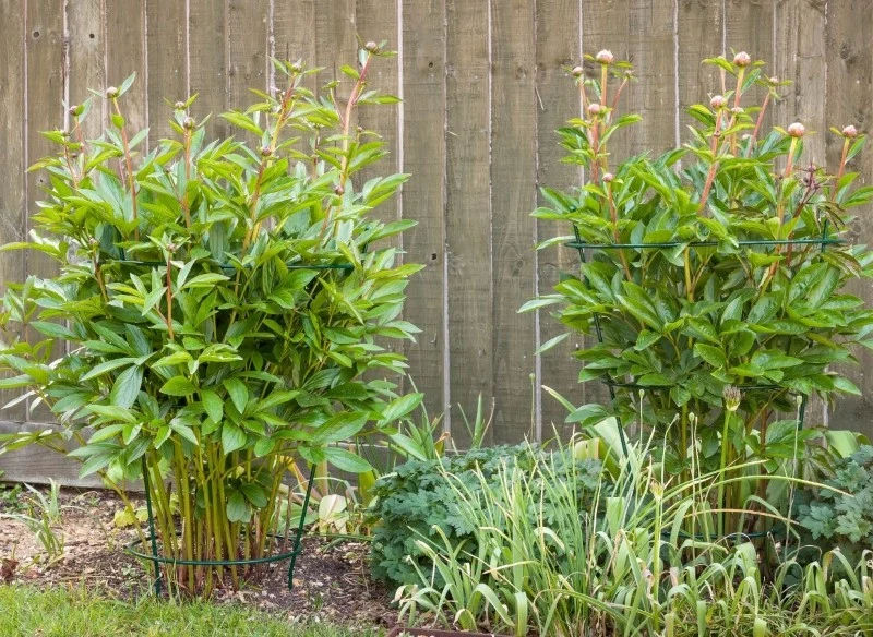 Piwonie tworzą gęste, rozłożyste krzewy, dlatego wymagają podpór