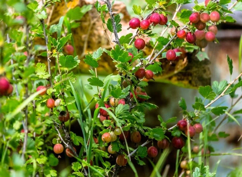 Krzew agrestu pełen dojrzewających owoców, średnio wczesna odmiana w uprawie ogrodowej